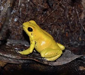 Arrow: Golden Arrow Poison Frog, most posionous animal
