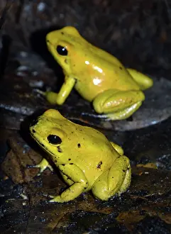 Arrow: Golden Arrow Poison Frog, most posionous animal