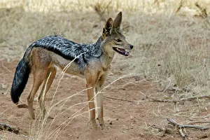 Aureus: Golden / Asiatic Jackal