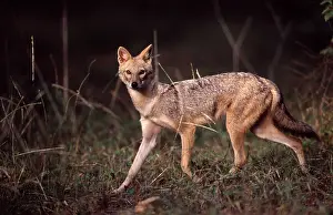 Aureus: Golden / Asiatic Jackal