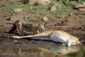 Axis: Golden / Asiatic Jackal feeding on Spotted Deer (Axis axis)