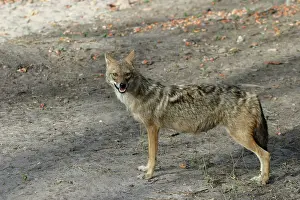 Aureus: Golden / Asiatic Jackal - female in side profile