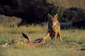 Aureus: Golden / Asiatic Jackal - by kill