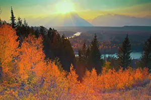 Populus: Golden aspens above Snake River at sunset