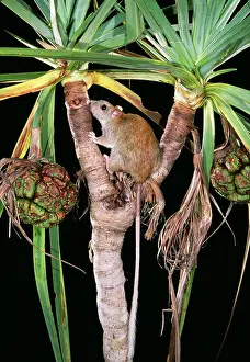 Macrurus: GOLDEN-BACKED TREE RAT - sitting