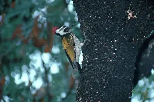Rumped: Golden-Backed Woodpecker