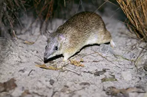 Bandicoot: Golden bandicoot (Isoodon auratus) endangered