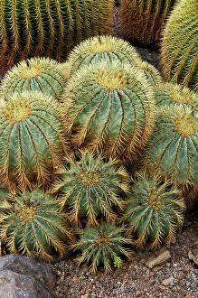 Echinocactus: Golden Barrel Cactus