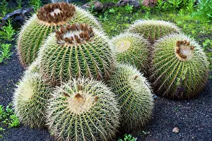 Barrels: Golden Barrel Cactus
