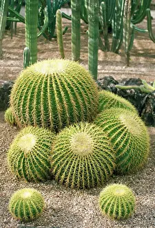 Cactus: Golden Barrel Cactus