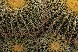 Cactus: Golden Barrel Cactus at the Arizona Sonoran Desert