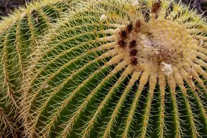 Cactus: Golden Barrel Cactus at the Arizona Sonoran Desert