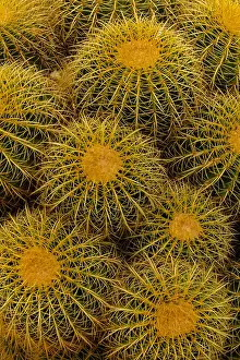 Prickles: Golden barrel cactus (Echinocactus grusonii)