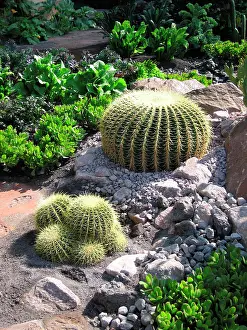 Barrels: Golden Barrel Cactus - Mother-in-laws seat / cushion