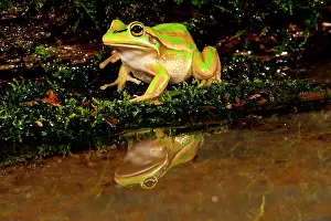 Treefrog: Golden Bell Treefrog, Litoria aurea, Native