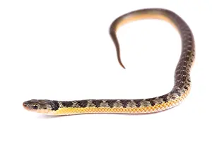 Crawl: Golden bellied snake (Liophis poecilogyrus) on white