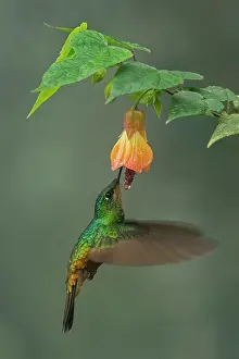 Chicaque: Golden-bellied Starfrontlet, female, flying, Chicaque