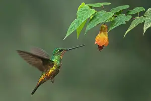 Chicaque: Golden-bellied Starfrontlet, female, flying, Chicaque