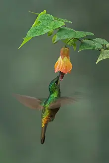 Chicaque: Golden-bellied Starfrontlet, female, flying, Chicaque