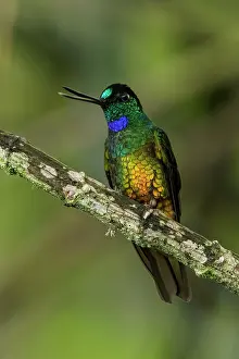 Chicaque: Golden-bellied Starfrontlet, male, Chicaque Natural