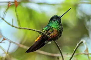 Chicaque: Golden-bellied Starfrontlet, male, Chicaque Natural