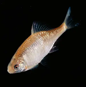 Bitterling: Golden Bitterling