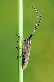 Cerambycidae: Golden-bloomed Grey Longhorn Beetle