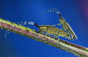 Belgium: Golden-bloomed Grey Longhorn Beetle