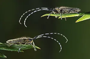 Belgium: Golden-bloomed Grey Longhorn Beetle