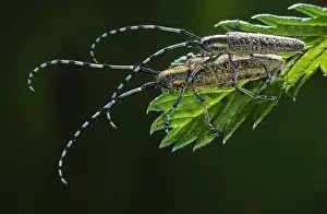 Belgium: Golden-bloomed Grey Longhorn Beetle
