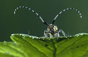 Belgium: Golden-bloomed Grey Longhorn Beetle