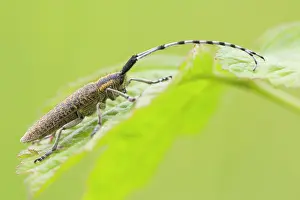 Kalmar: Golden-bloomed Grey Longhorn Beetle