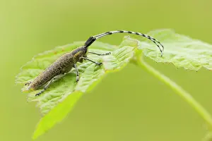 Kalmar: Golden-bloomed Grey Longhorn Beetle