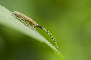 Stinging: Golden-bloomed Grey Longhorn Beetle (Agapanthia