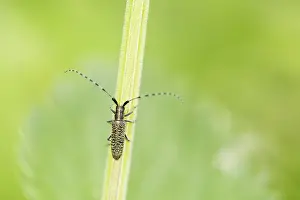 Stinging: Golden-bloomed Grey Longhorn Beetle (Agapanthia