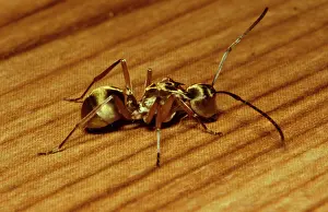 Bodied: Golden-bodied ant - easily recognised by its golden