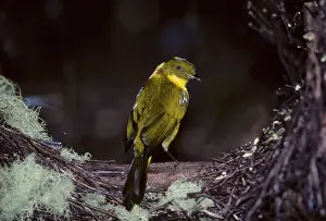 Bowers: Golden Bowerbird - at Bower