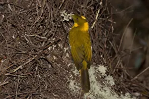 Bowerbird: Golden Bowerbird - At a bower on Atherton Tableland