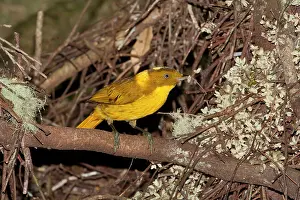 Bower: Golden Bowerbird - carrying a small twig with 2