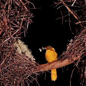 Bowers: Golden BOWERBIRD - decorating his bower