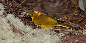 Makes: Golden Bowerbird - A Golden Bowerbird with lichen