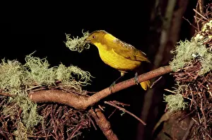 Bowerbirds: Golden Bowerbird - male
