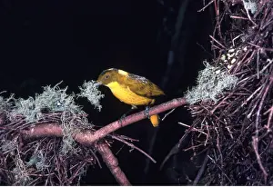 Bowerbird: Golden BOWERBIRD - male, with nesting material in beak