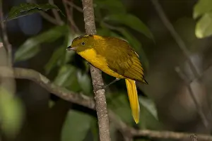Bowerbird: Golden Bowerbird - perched on a sapling - near a