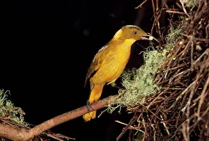 Bowerbirds: Golden Bowerbird - about to place fruit into larder
