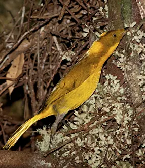 Bower: Golden Bowerbird - placing a flower on its bower