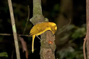 Bowers: Golden Bowerbird - in rainforest - male Golden