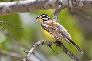 Sparrow: Golden-breasted Bunting (Emberiza flaviventris)