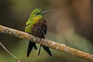 110119: Golden-breasted Puffleg (Eriocnemis mosquera) Los