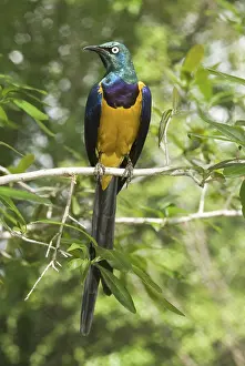Regius: Golden-breasted or Royal Starling